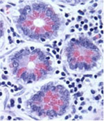 Tissue Image 3